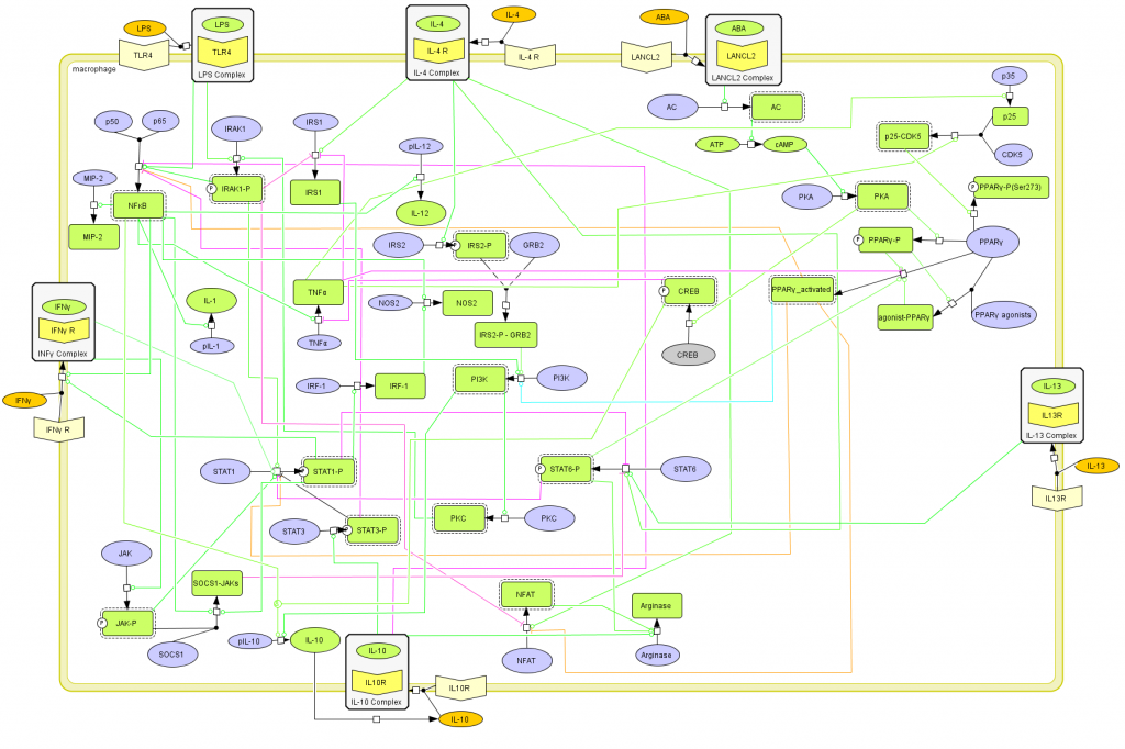 Macrophage Computational Model