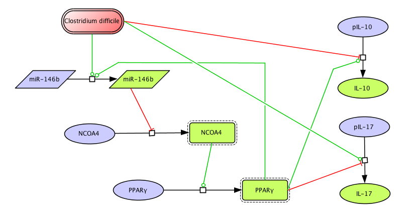 Clostridium difficile PPAR γ and miRNA-146b Model